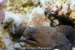 Nice teeth by Willem Mazerant 